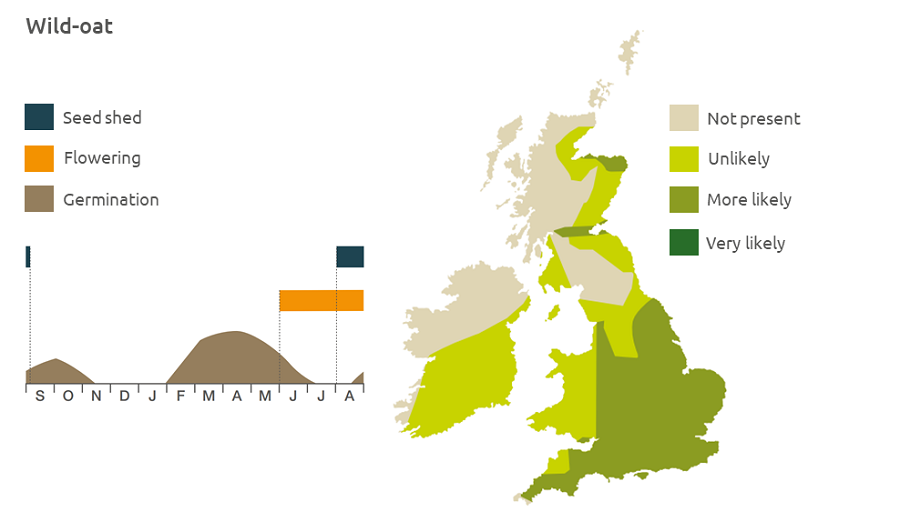 Wild-oat life cycle and UK distribution